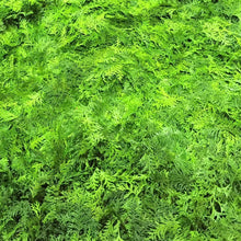 Load image into Gallery viewer, hinoki LAB aroma mist Refresh hinoki leaf 150ml - hinoki LAB
